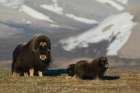 Protective musk ox parent, arctic tundra habitat around the Seward Peninsula, Alaska Art Print